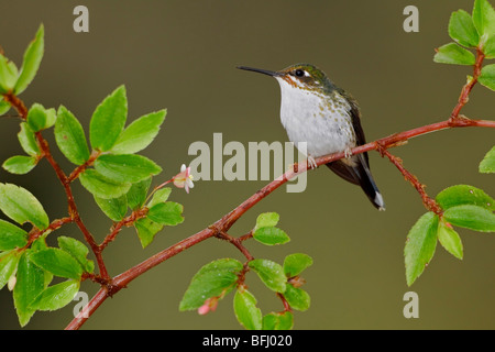 Un avviato Racket-coda (hummingbird Ocreatus underwoodii) appollaiato su un ramo in Tandayapa Valle dell Ecuador. Foto Stock