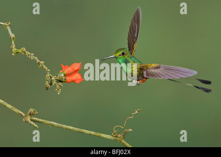 Avviato Racket-coda (hummingbird Ocreatus underwoodii) alimentando ad un fiore durante il volo a Wildsumaco riserva nella parte orientale dell'Ecuador. Foto Stock