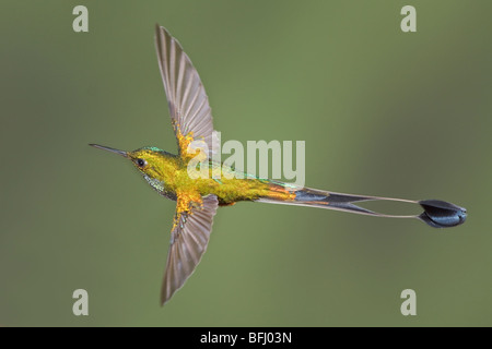 Avviato Racket-coda (hummingbird Ocreatus underwoodii) alimentando ad un fiore durante il volo a Wildsumaco riserva nella parte orientale dell'Ecuador. Foto Stock