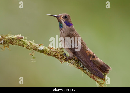Brown Violetear Hummingbird (Colibri delphinae) appollaiato su un ramo a Buenaventura Lodge nel sud-ovest dell'Ecuador. Foto Stock