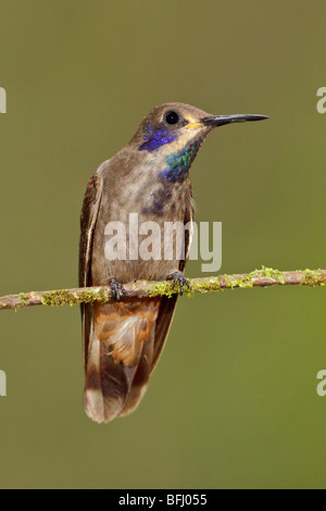 Brown Violetear Hummingbird (Colibri delphinae) appollaiato su un ramo a Buenaventura Lodge nel sud-ovest dell'Ecuador. Foto Stock