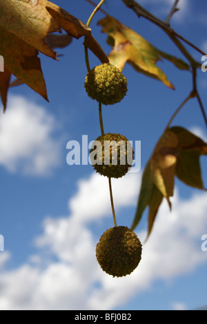 Frutto della Arizona Sycamore (Platanus wrightii) Foto Stock