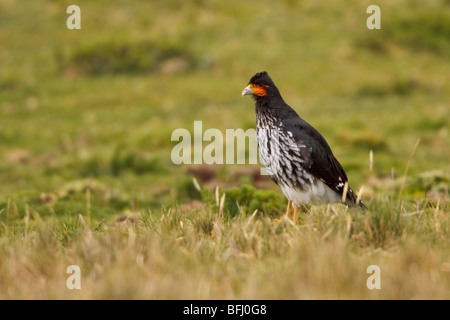 Caracara Carunculated (Phalcoboenus carunculatus) appollaiato su un ramo negli altopiani del Ecuador Foto Stock