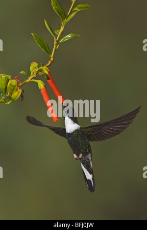 Un collare Hummingbird Inca (Coeligena torquata) alimentando ad un fiore mentre volare nella valle Tandayapa dell Ecuador. Foto Stock