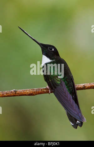 Collare Hummingbird Inca (Coeligena torquata) appollaiato su un ramo al Tapichalaca riserva nel sud-est Ecuador. Foto Stock