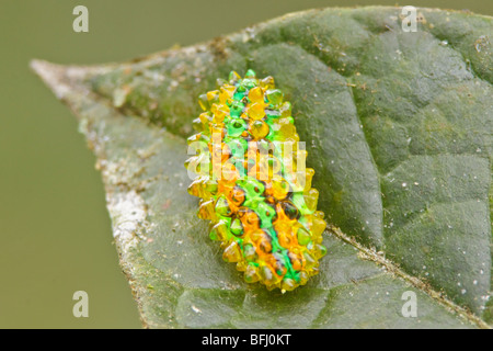 Un bruco nel Parco Nazionale Podocarpus nel sud-est Ecuador. Foto Stock