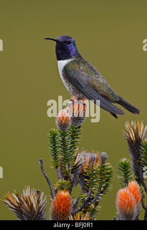 Hillstar ecuadoriana (Oreotrochilus chimborazo) appollaiata su una pianta flowering negli altopiani del Ecuador Foto Stock