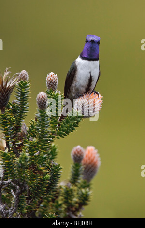 Hillstar ecuadoriana (Oreotrochilus chimborazo) appollaiata su una pianta flowering negli altopiani del Ecuador Foto Stock