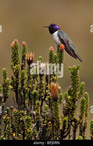 Hillstar ecuadoriana (Oreotrochilus chimborazo) appollaiata su una pianta flowering negli altopiani del Ecuador Foto Stock