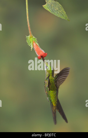 Imperatrice brillante (Heliodoxa imperatrix) alimentando ad un fiore durante il volo a Mindo Loma riserva nel nord-ovest in Ecuador. Foto Stock