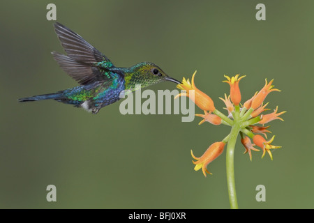 Forcella-tailed Woodnymph (Thalurania furcata) alimentando ad un fiore durante il volo a la riserva Wildsumaco nella parte orientale dell'Ecuador. Foto Stock