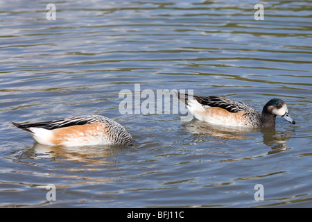 Chiloe Wigeon (Anas sibilatrix). Coppia, maschio o drake destra. Sud America meridionale. Sessualmente monomorfo, simile piumaggio di colore. Foto Stock