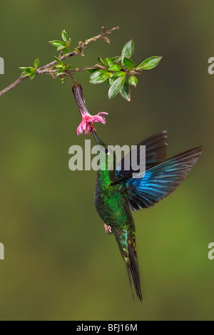 Grande Saphirewing (Pterophanes cyanopterus) battenti e alimentando ad un fiore presso la riserva di Yanacocha vicino a Quito, Ecuador. Foto Stock