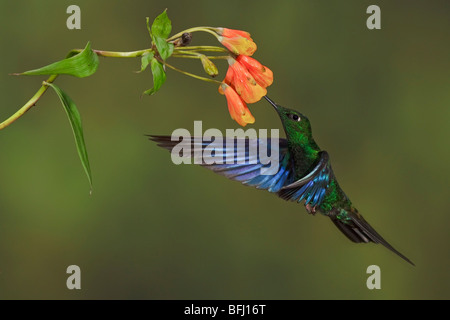 Grande Saphirewing (Pterophanes cyanopterus) battenti e alimentando ad un fiore presso la riserva di Yanacocha vicino a Quito, Ecuador. Foto Stock