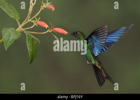 Grande Saphirewing (Pterophanes cyanopterus) battenti e alimentando ad un fiore presso la riserva di Yanacocha vicino a Quito, Ecuador. Foto Stock