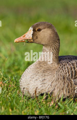 Maggiore bianco-fronteggiata Goose (Anser albifrons) seduto in erba in Victoria, BC, Canada. Foto Stock