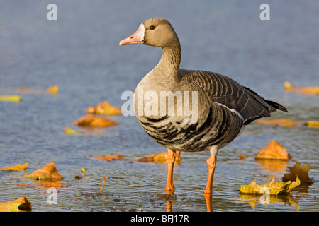 Maggiore bianco-fronteggiata Goose (Anser albifrons) seduto in erba in Victoria, BC, Canada. Foto Stock