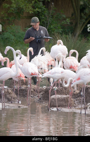 Maggiore fenicotteri (Phoenicopterus ruber ruber). Ricercatore tra colonia di allevamento Wildfowl and Wetlands Trust, Slimbridge. Foto Stock