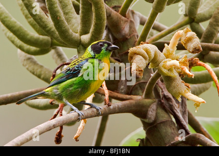 Verde-e-Gold (Tanager Tangara schrankii) appollaiato su un ramo vicino Parco Nazionale Podocarpus nel sud-est Ecuador. Foto Stock
