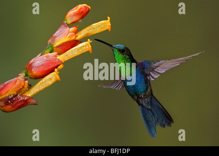 Verde-incoronato Woodnymph (Thalurania fannyi) alimentando ad un fiore mentre vola nel Milpe riserva nel nord-ovest in Ecuador. Foto Stock