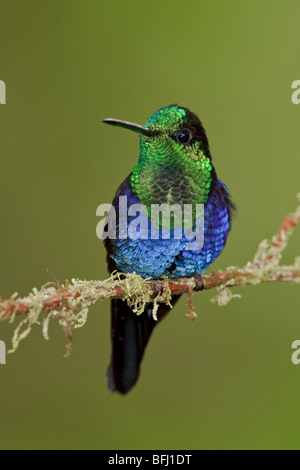 Verde-incoronato Woodnymph (Thalurania fannyi) appollaiato su un ramo in Milpe riserva nel nord-ovest in Ecuador. Foto Stock