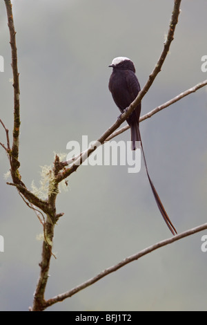 Long-tailed tiranno (Colonia colonus) appollaiato su un ramo vicino Parco Nazionale Podocarpus nel sud-est Ecuador. Foto Stock