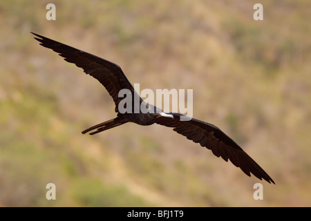 Magnifica Frigatebird (Fregata magnificens) battenti e alla ricerca di cibo lungo la costa del Ecuador. Foto Stock