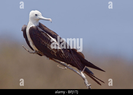 Magnifica Frigatebird (Fregata magnificens) appollaiato su un ramo vicino alla costa del Ecuador. Foto Stock