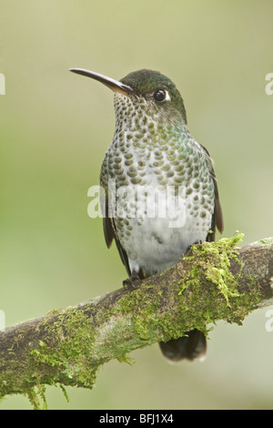 Molte macchie Hummingbird (Taphrospilus hypostictus) appollaiato su un ramo al Wildsumaco riserva nella parte orientale dell'Ecuador.
