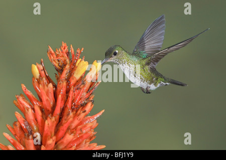 Molte macchie Hummingbird (Taphrospilus hypostictus) alimentando ad un fiore durante il volo. Wildsumaco riserva nella parte orientale dell'Ecuador.