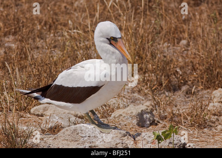 Nazca Booby (Sula granti) arroccato a un nido sito su Isla de la Plata in Ecuador. Foto Stock