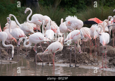 Maggiore fenicotteri (Phoenicopterus ruber ruber). Colonia di allevamento, Wildfowl and Wetlands Trust, Slimbridge, nel Gloucestershire. Foto Stock