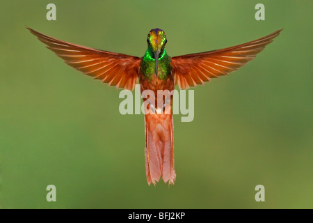 Rainbow Starfrontlet (Coeligena iris) alimentando ad un fiore durante il volo a la riserva Utuana nel sud-ovest dell'Ecuador. Foto Stock