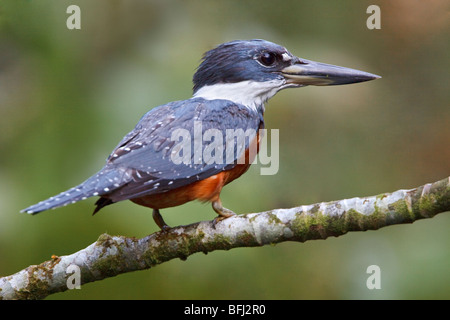 Di inanellare Kingfisher (Megaceryle torquata) appollaiato su un ramo vicino al fiume Napo in Ecuador amazzonico. Foto Stock