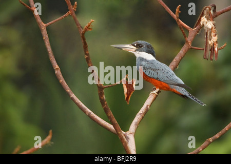 Di inanellare Kingfisher (Megaceryle torquata) appollaiato su un ramo vicino al fiume Napo in Ecuador amazzonico. Foto Stock