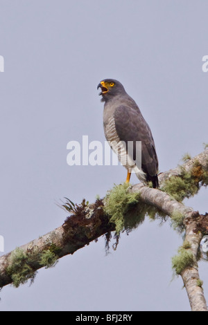 Strada Hawk (Buteo magnirostris) appollaiato su un ramo a Mindo Loma riserva nel nord-ovest in Ecuador. Foto Stock