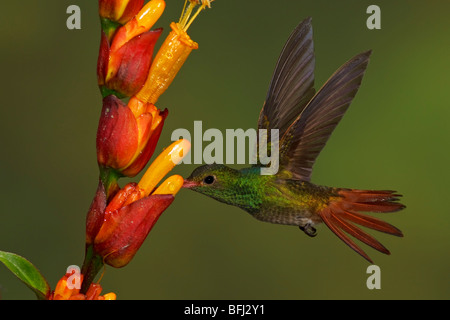 Rufous-tailed Hummingbird (Amazilia tzacatl) alimentando ad un fiore mentre vola nel Milpe riserva nel nord-ovest in Ecuador. Foto Stock