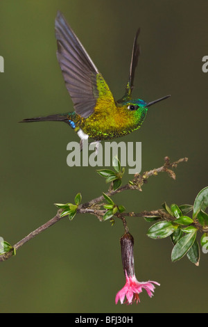 Saphire-vented Puffleg (Eriocnemis luciani) battenti e alimentando ad un fiore presso la riserva di Yanacocha vicino a Quito, Ecuador. Foto Stock