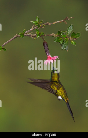 Saphire-vented Puffleg (Eriocnemis luciani) battenti e alimentando ad un fiore presso la riserva di Yanacocha vicino a Quito, Ecuador. Foto Stock