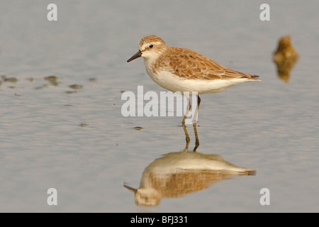 Semipalmated Sandpiper (Calidris pusilla) alimentazione in un mudflat sulla costa del Ecuador. Foto Stock