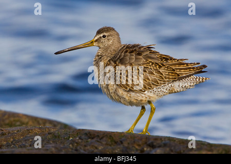 A breve fatturate (Dowitcher Limnodromus griseus) arroccata su una roccia a Victoria, BC, Canada. Foto Stock