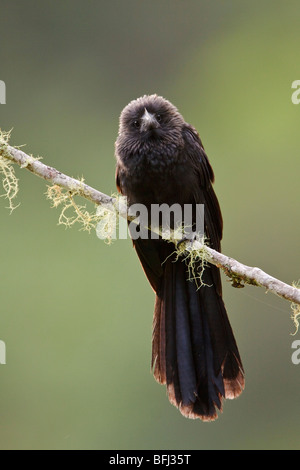 Buon fatturato (Ani Crotophaga ani) appollaiato su un ramo vicino Parco Nazionale Podocarpus nel sud-est Ecuador. Foto Stock
