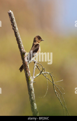 Southern rough-winged Swallow (Stelgidopteryx reficollis) appollaiato su un ramo vicino alla costa del Ecuador. Foto Stock