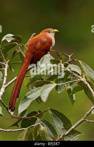 Il cuculo scoiattolo (Piaya cayana) appollaiato su un ramo in Tandayapa Valle dell Ecuador. Foto Stock