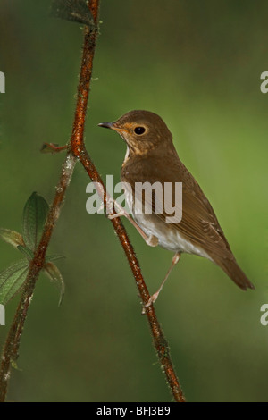 Swainson Il Tordo (Catharus ustulatus) appollaiato su un ramo in Milpe riserva nel nord-ovest in Ecuador. Foto Stock