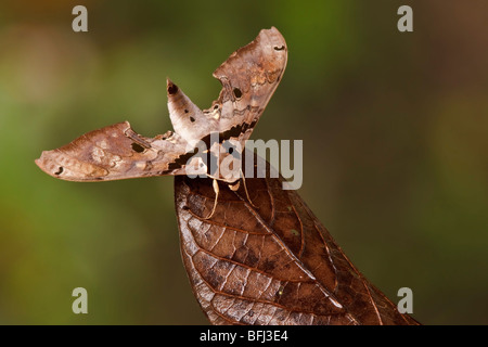 Una falena nella valle Tandayapa dell Ecuador. Foto Stock