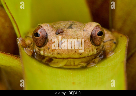 Un treefrog appollaiato su un bromeliad nella valle Tandayapa dell Ecuador. Foto Stock