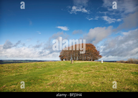 Vincere una verde collina in autunno, Wiltshire contro un cielo blu con il distintivo gruppo di alberi sulla collina Foto Stock