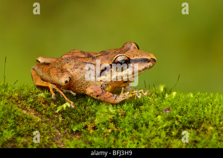 Un treefrog arroccata su una roccia di muschio in Tandayapa Valle dell Ecuador. Foto Stock