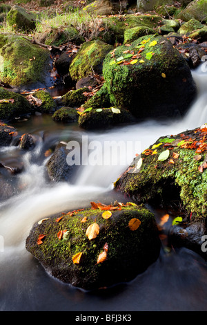 Padley Gorge in Autunno nel parco nazionale del Peak District Foto Stock